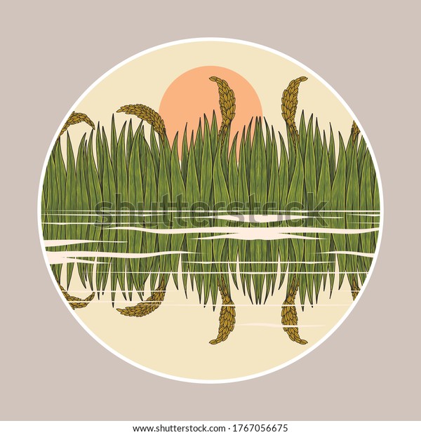 Paddy Field Water Reflection Hand Drawing Stock Vector Royalty Free