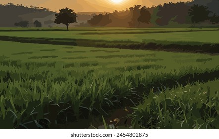 Paddy filed under a setting sun