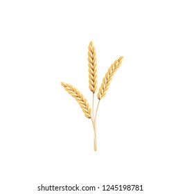 paddy rice barley malt wheat isolated