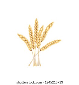 paddy rice barley malt wheat isolated