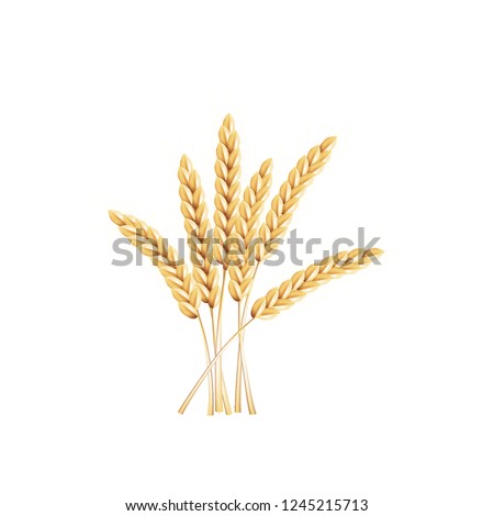 paddy rice barley malt wheat isolated
