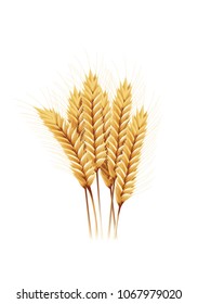 paddy rice barley wheat oats seed isolated white background