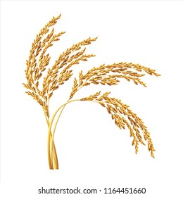 paddy rice malt barley oats isolated 