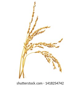 Paddy rice malt barley oats wheat grain isolated