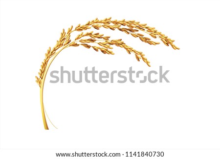 paddy rice malt wheat barley template design isolated