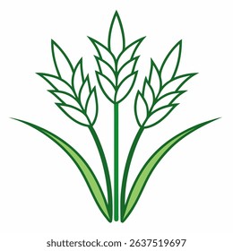 Paddy Rice Plant Outline with white background