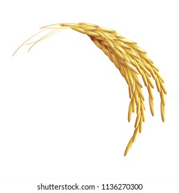 Paddy Rice Wheat Barley Oats Seed Isolated