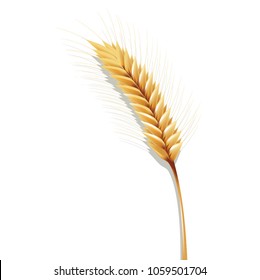 paddy rice wheat barley seed oats isolate withe background
