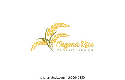 Paddy Wheat, Rice Organic Grain Products Food Banner Logo