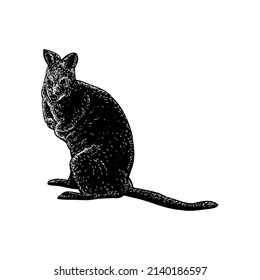 pademelon illustration isolated on white background