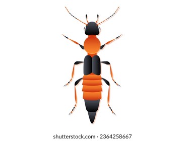 Paederus Beetle Vector Art Isolated on White Background