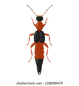 Paederus fuscipes curtis vector.