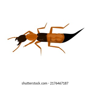 Paederus Fuscipes Curtis Vector Ilustration Stock Vector (Royalty Free ...