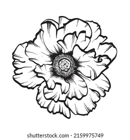 Paeonia flower drawn by a line. Vector illustration of Paeonia suffruticosa flowers on a white background.