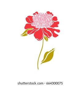 Paeonia. Peony. Vector illustration.