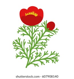 Paeonia tenuifolia vector isolated illustration