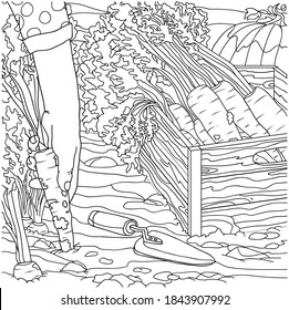 Page from coloring book on a white background Doodle - a woman in the garden collects carrots, pulls the growing vegetable out of the soil and puts it in a box.