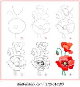 Page shows how to learn to draw step by step flower of red poppy. Developing children skills for drawing and coloring. Printable worksheet for kids school exercise book. Flat vector illustration.