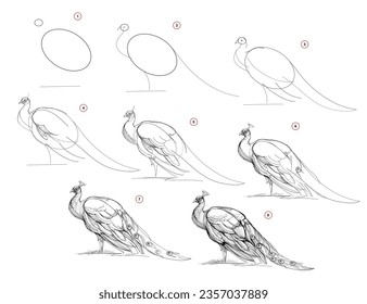 Page shows how to learn to draw from life sketch a peacock. Pencil drawing lessons. Educational page for artists. Textbook for developing artistic skills. Online education. Vector illustration.