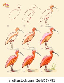 Esta página muestra cómo aprender a dibujar a partir del boceto de vida del ibis escarlata. Creación paso a paso pintando con tiza pastel. Página educativa para artistas. Ilustración vectorial dibujada a mano.