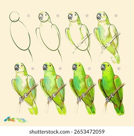 Página mostra como aprender a desenhar a partir de esboço de vida do papagaio-verde-da-Amazônia. Criação passo a passo pintura com giz pastel. Página educacional para artistas. Ilustração de vetor desenhada à mão.