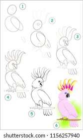 Page shows how to learn step by step to draw a cute little cockatoo parrot. Developing children skills for drawing and coloring. Vector image.