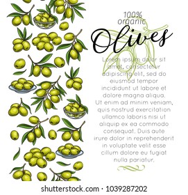 Page template with hand drawn sketch olives and tree branches for farmers market packaging design. Vector illustration in ink retro style.