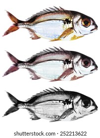 Pagellus bogaraveo, also known as Red sea bream or blackspot sea bream, saltwater fish isolated on white background. Handmade watercolor painting turned into vector illustration.
