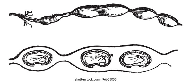 Pagoda tree (fruit and cut), vintage engraved illustration. Dictionary of words and things - Larive and Fleury - 1895.