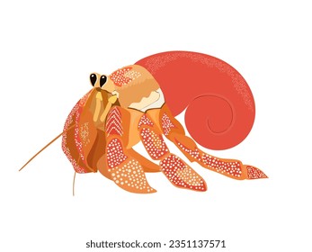 Paguroidea on a white background.