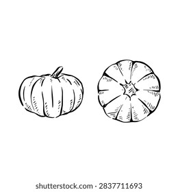 A paid of pumpkin vectors in two different positions; one arial view and another side profile. Halloween inspired illustrations.
