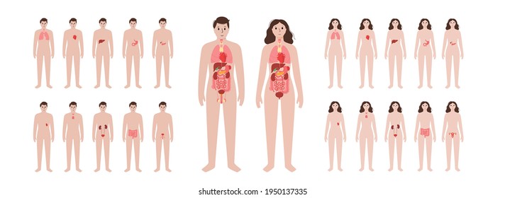 Pain in internal organs in a man and a woman body. Problem with liver, pancreas, lungs and other organs in female and male silhouette. Digestive, respiratory, and urinary systems vector illustration