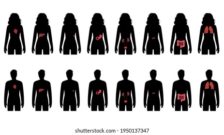 Pain in internal organs in a man and a woman body. Problem with liver, pancreas, lungs and other organs in female and male silhouette. Digestive, respiratory, and urinary systems vector illustration