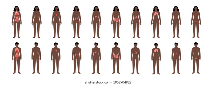 Pain in internal organs in a man and a woman body. Problem with liver, pancreas, lungs and other organs in female and male silhouette. Digestive, respiratory, and urinary systems vector illustration