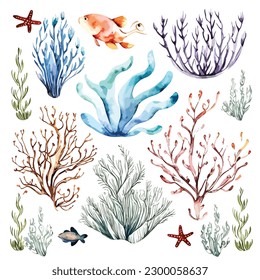 a paint hand sea corals watercolor for wedding invitation white background template