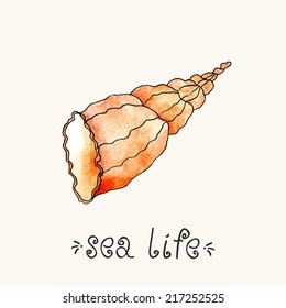 Paint shell. Sea life.