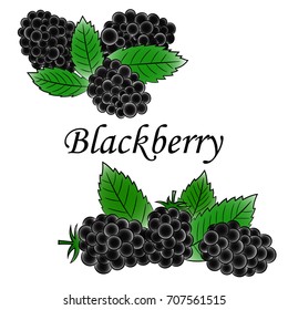 Painted blackberry. Vector illustration
