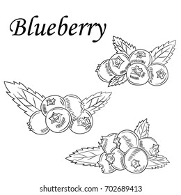 Painted blueberry on white background