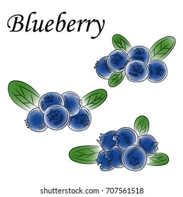 Painted blueberry. Vector illustration