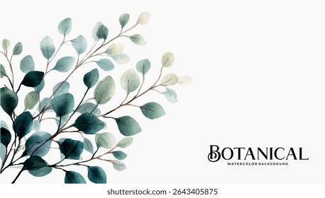 A painted botanical illustration of eucalyptus leaves.