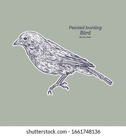 The painted bunting (Passerina ciris) is a species of bird in the cardinal family, Cardinalidae, hand draw sketch vector.