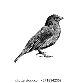 Bunting pintado, que muestra finas texturas de plumas y elegante anatomía natural de aves, perfecto para la vida silvestre, la naturaleza y diseños de estilo vintage.