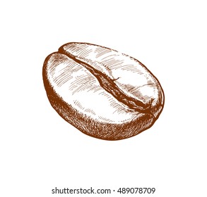 painted coffee bean, ingredient of flavored drink, vector illustration