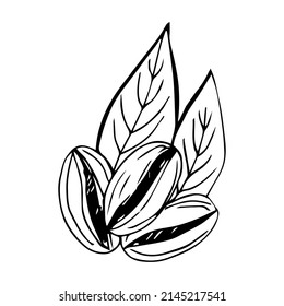 painted coffee beans, sketch, vector drawing, perfect ingredient, grain selection