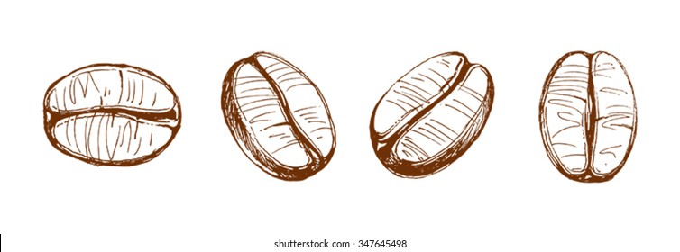 painted coffee beans, sketch, vector drawing, perfect ingredient, choice grain