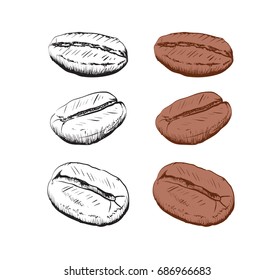 painted coffee beans, sketch, vector drawing, perfect ingredient, choice grain