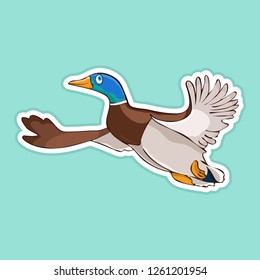 Painted cute funny bird duck drake in flight sticker, design element, print, colorful hand drawing, cartoon character, vector illustration, caricature, isolated with white stroke on colored background