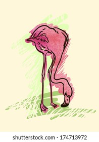 Painted flamingo bird - vector illustration