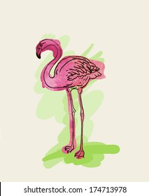 Painted flamingo bird - vector illustration