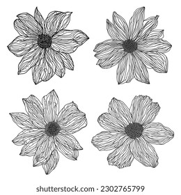 Flores pintadas aisladas en fondo blanco, diseño vectorial